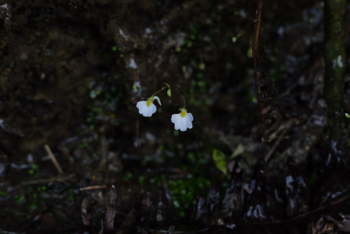 圆叶挖耳草Utricularia striatula 圆叶挖耳草Utricularia striatula