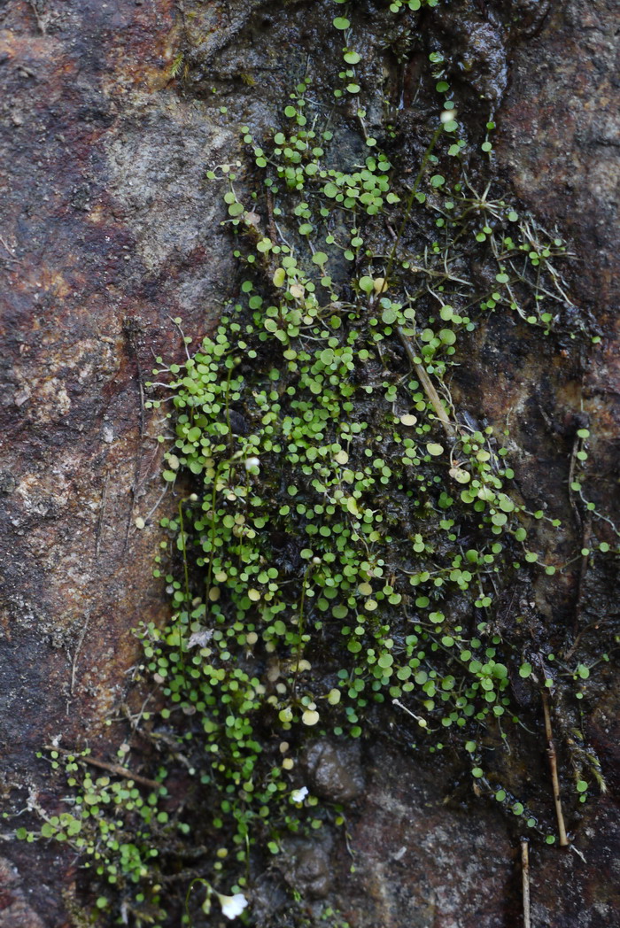 圆叶挖耳草Utricularia striatula 圆叶挖耳草Utricularia striatula