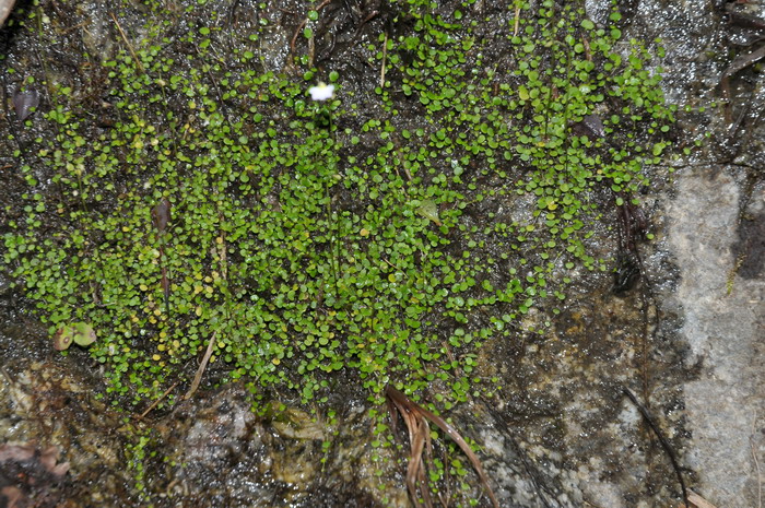 圆叶挖耳草Utricularia striatula 圆叶挖耳草Utricularia striatula