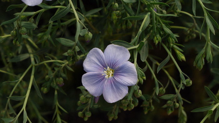 宿根亚麻Linum perenne 宿根亚麻Linum perenne