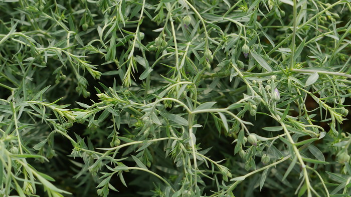 宿根亚麻Linum perenne 宿根亚麻Linum perenne