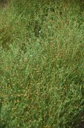 亚麻Linum usitatissimum