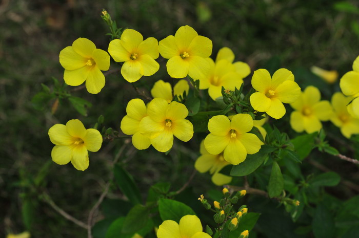 石海椒Reinwardtia indica 石海椒Reinwardtia indica