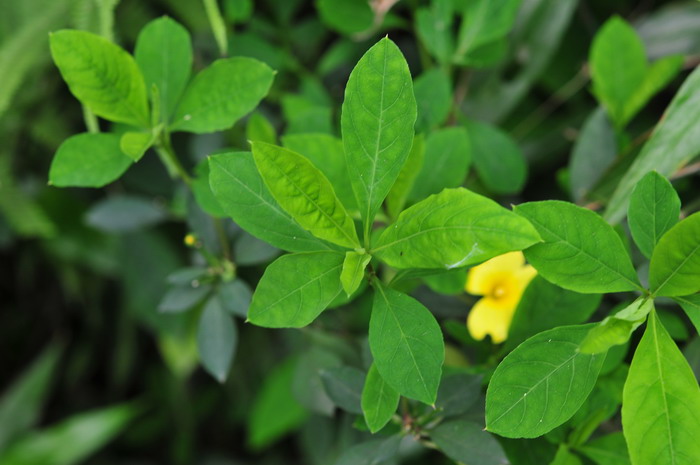 石海椒Reinwardtia indica 石海椒Reinwardtia indica