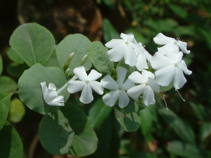 青篱柴Tirpitzia sinensis 青篱柴Tirpitzia sinensis