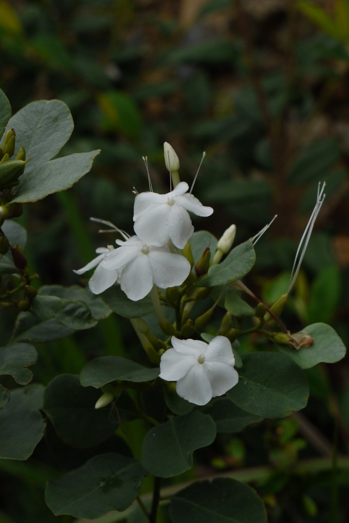 青篱柴Tirpitzia sinensis 青篱柴Tirpitzia sinensis