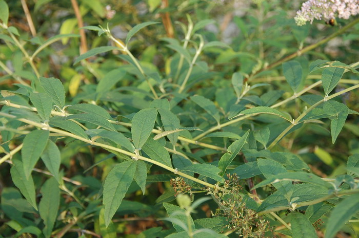 巴东醉鱼草Buddleja albiflora