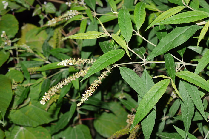 白背枫Buddleja asiatica 白背枫Buddleja asiatica