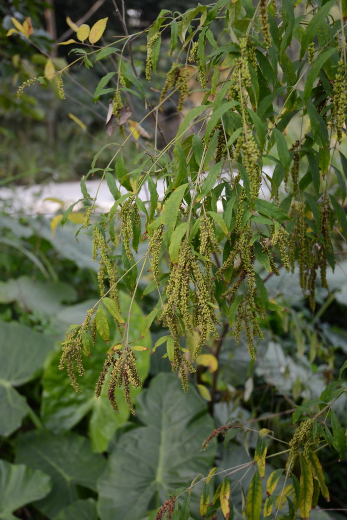 白背枫Buddleja asiatica 白背枫Buddleja asiatica