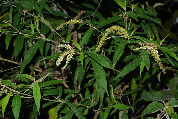白背枫Buddleja asiatica 白背枫Buddleja asiatica