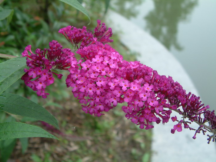 大叶醉鱼草Buddleja davidii 大叶醉鱼草Buddleja davidii