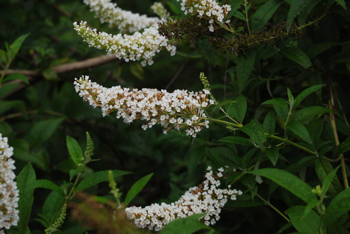 大叶醉鱼草Buddleja davidii 大叶醉鱼草Buddleja davidii