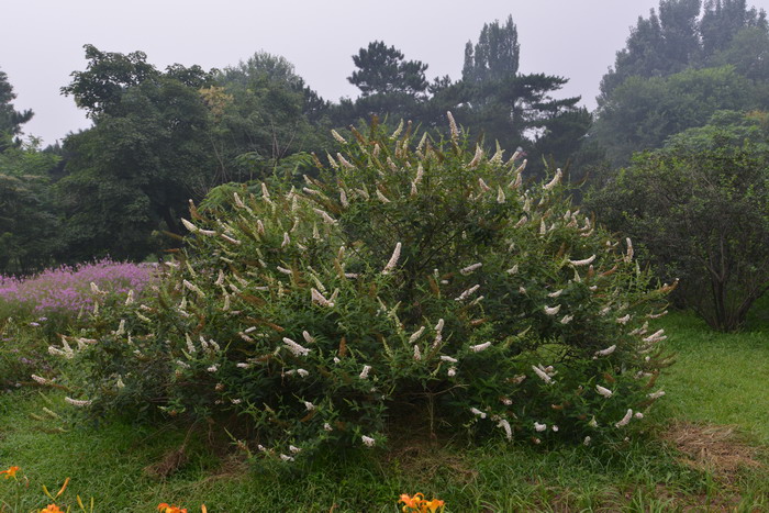 大叶醉鱼草Buddleja davidii 大叶醉鱼草Buddleja davidii