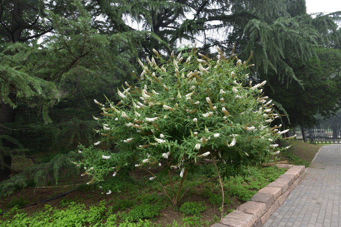 大叶醉鱼草Buddleja davidii 大叶醉鱼草Buddleja davidii