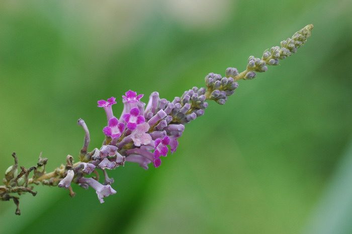 醉鱼草Buddleja lindleyana 醉鱼草Buddleja lindleyana