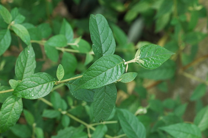 醉鱼草Buddleja lindleyana 醉鱼草Buddleja lindleyana