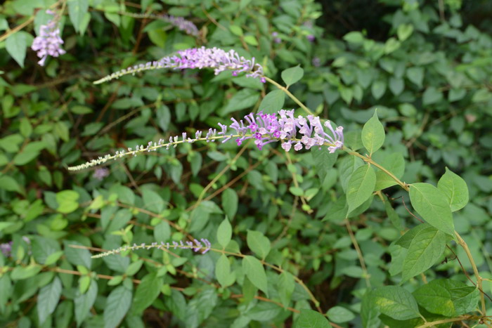 醉鱼草Buddleja lindleyana 醉鱼草Buddleja lindleyana