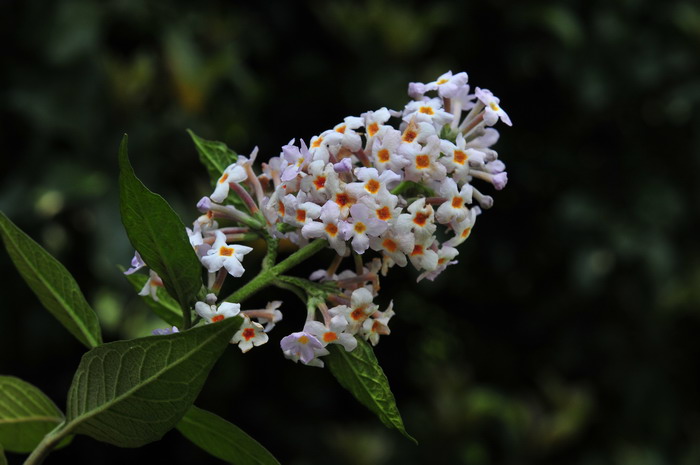 密蒙花Buddleja officinalis 密蒙花Buddleja officinalis