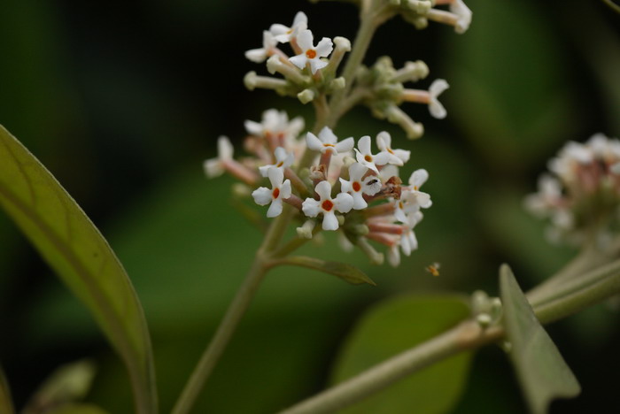 密蒙花Buddleja officinalis 密蒙花Buddleja officinalis