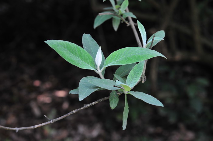 密蒙花Buddleja officinalis 密蒙花Buddleja officinalis