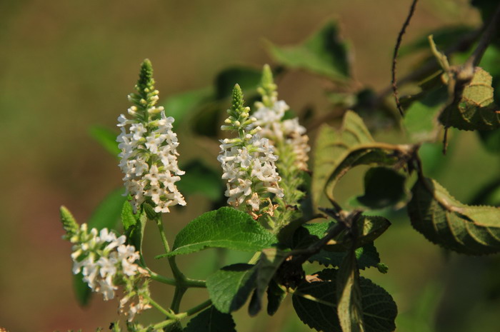 圆锥醉鱼草Buddleja paniculata 圆锥醉鱼草Buddleja paniculata