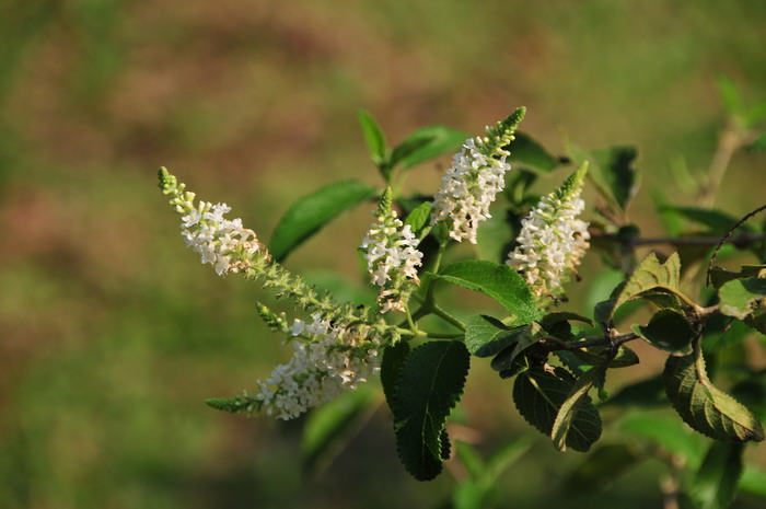 圆锥醉鱼草Buddleja paniculata 圆锥醉鱼草Buddleja paniculata