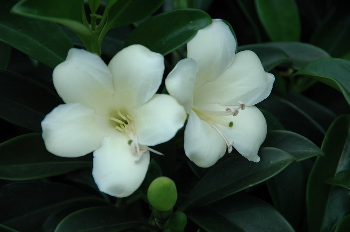 灰莉Fagraea ceilanica 灰莉Fagraea ceilanica