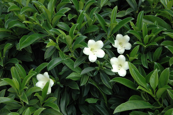 灰莉Fagraea ceilanica 灰莉Fagraea ceilanica