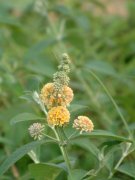 球花醉鱼草Buddleja globosa