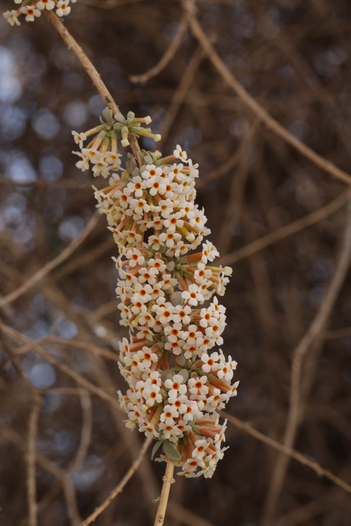 互叶醉鱼草Buddleja alternifolia