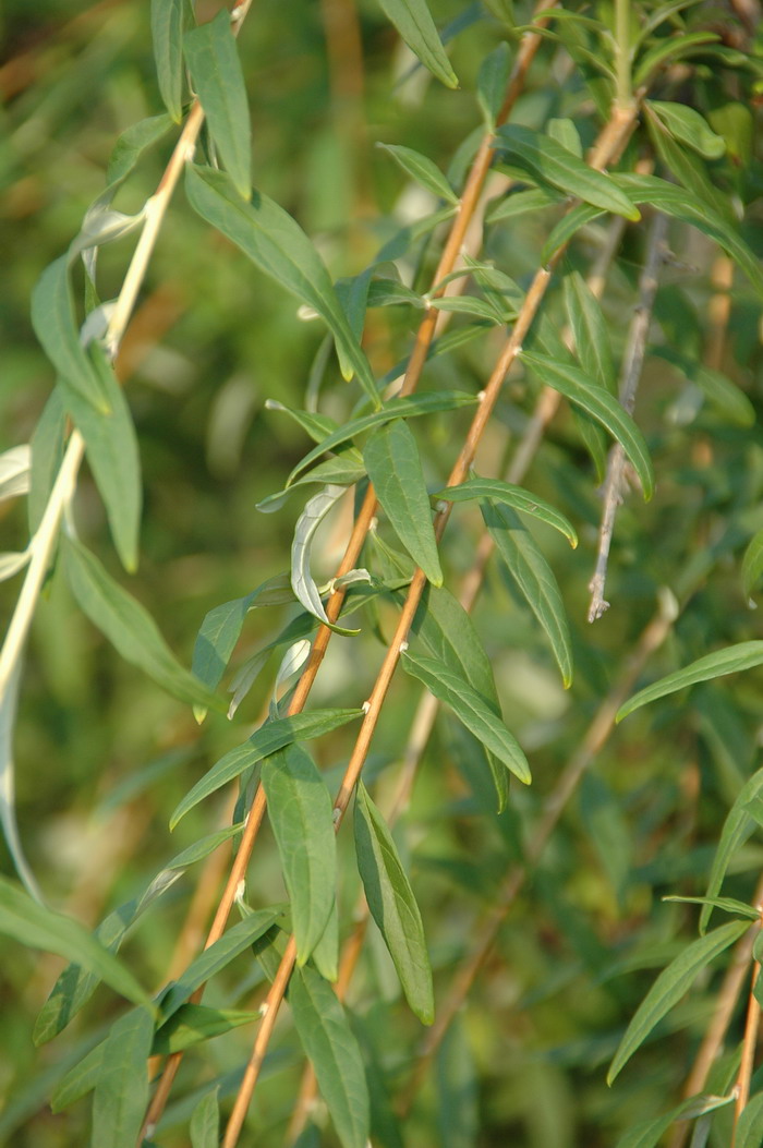 互叶醉鱼草Buddleja alternifolia