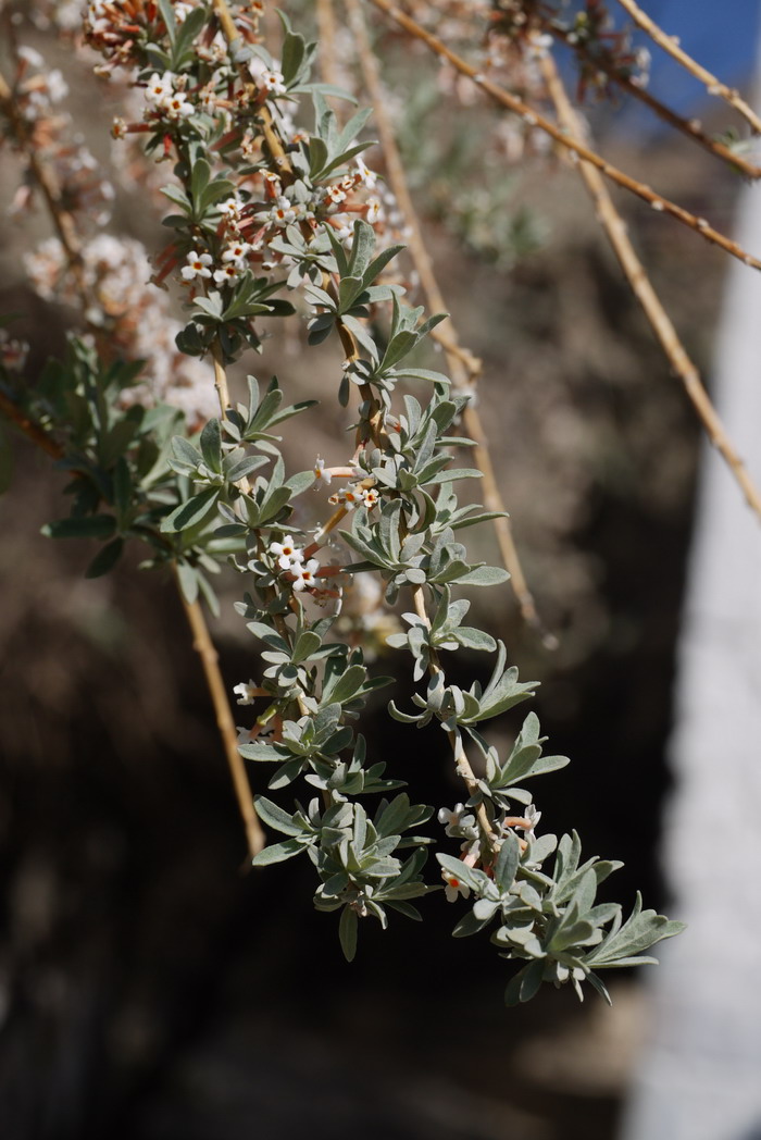 互叶醉鱼草Buddleja alternifolia