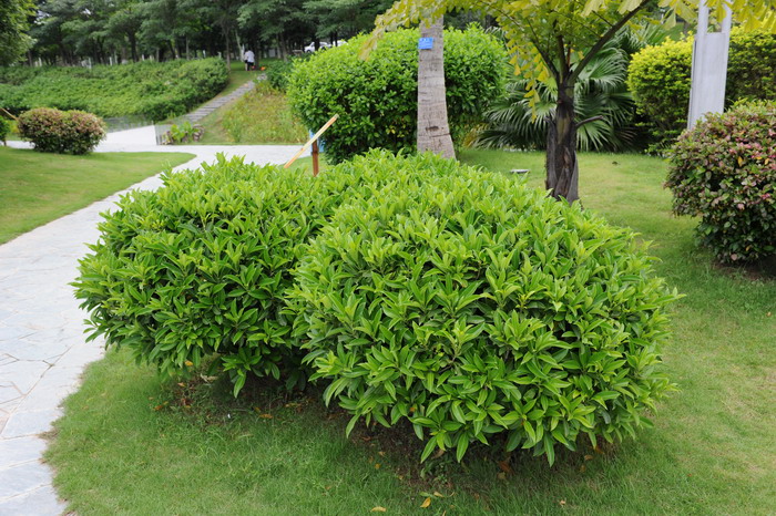 灰莉Fagraea ceilanica 灰莉Fagraea ceilanica