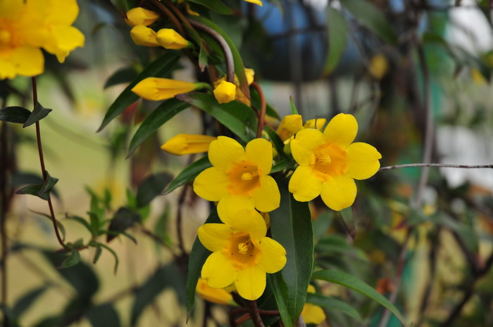 金钩吻Gelsemium sempervirens 金钩吻Gelsemium sempervirens
