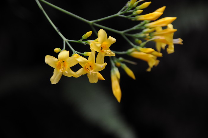 钩吻Gelsemium elegans 钩吻Gelsemium elegans