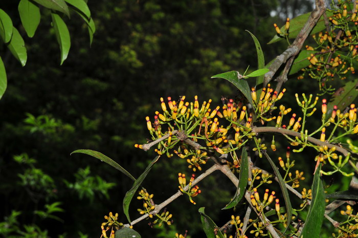 鞘花Macrosolen cochinchinensis 鞘花Macrosolen cochinchinensis