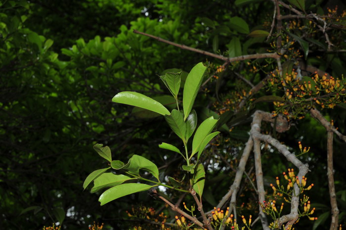 鞘花Macrosolen cochinchinensis 鞘花Macrosolen cochinchinensis