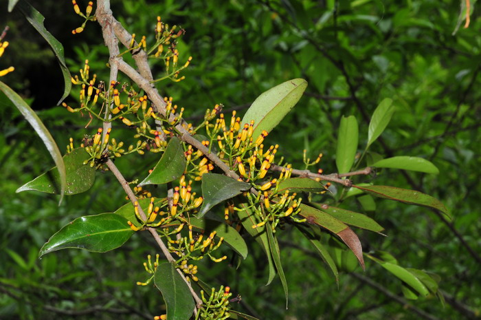 鞘花Macrosolen cochinchinensis 鞘花Macrosolen cochinchinensis