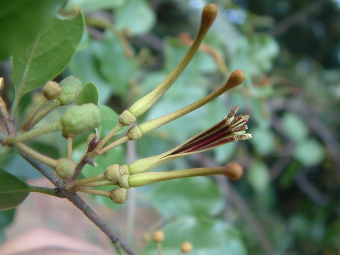 广寄生Taxillus chinensis 广寄生Taxillus chinensis