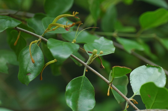 广寄生Taxillus chinensis 广寄生Taxillus chinensis