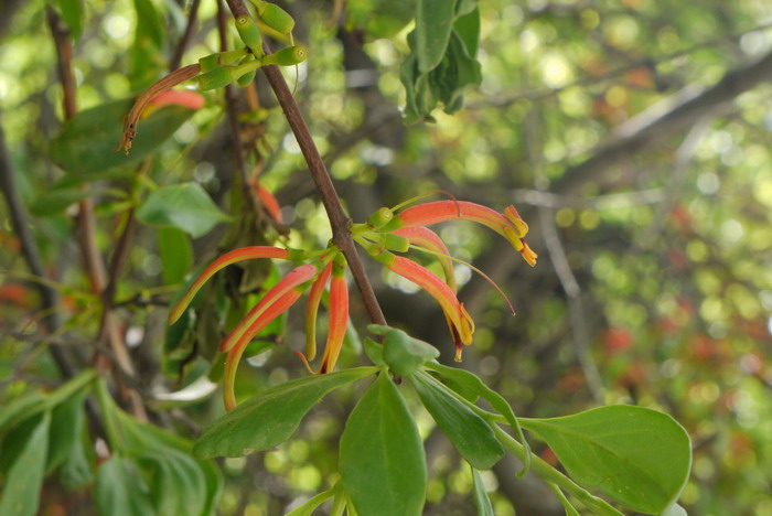 柳叶钝果寄生Taxillus delavayi 柳叶钝果寄生Taxillus delavayi