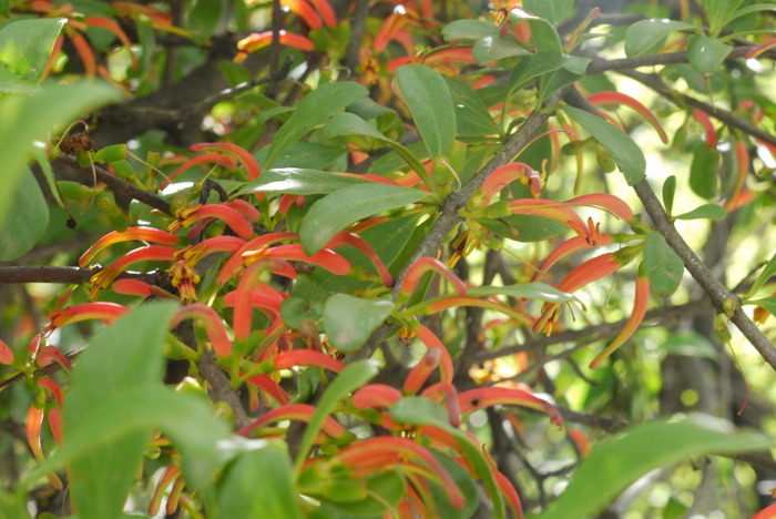 柳叶钝果寄生Taxillus delavayi 柳叶钝果寄生Taxillus delavayi