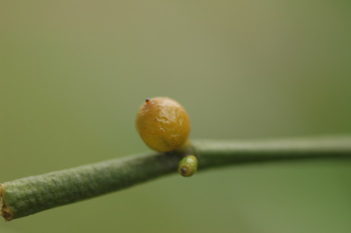 棱枝槲寄生Viscum diospyrosicola 棱枝槲寄生Viscum diospyrosicola