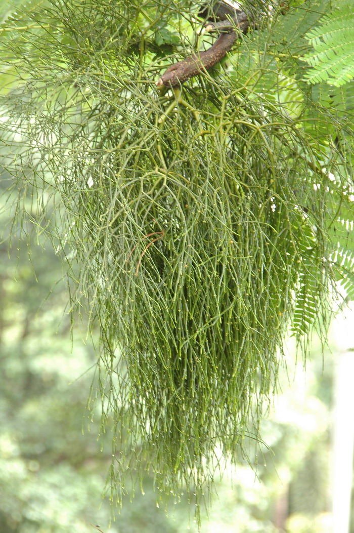 棱枝槲寄生Viscum diospyrosicola 棱枝槲寄生Viscum diospyrosicola