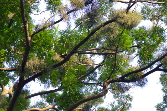 棱枝槲寄生Viscum diospyrosicola 棱枝槲寄生Viscum diospyrosicola