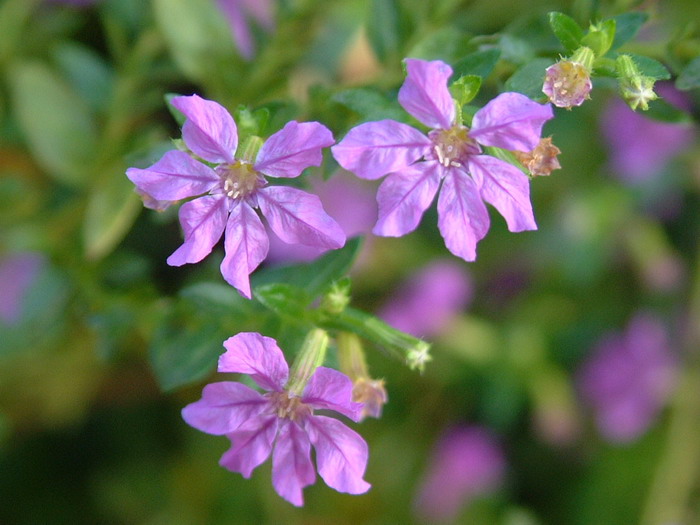 细叶萼距花Cuphea hyssopifolia