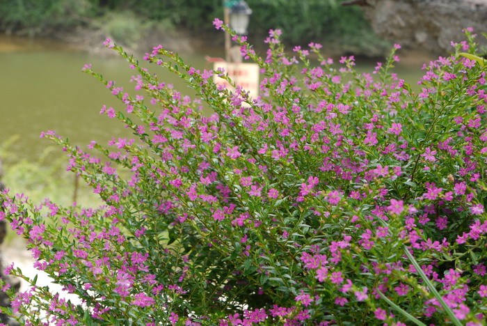细叶萼距花Cuphea hyssopifolia 细叶萼距花Cuphea hyssopifolia