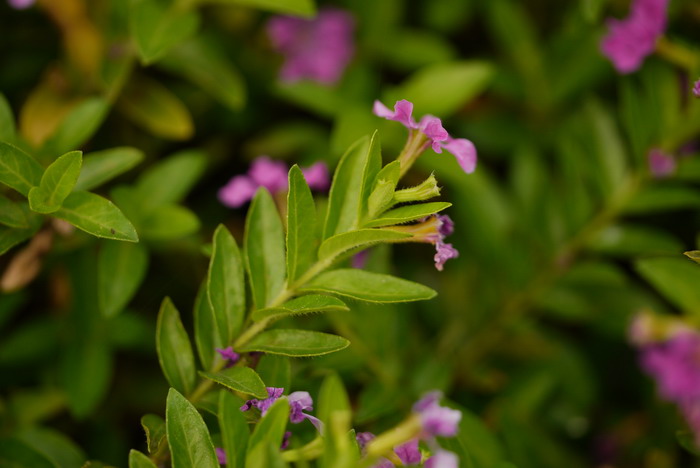 细叶萼距花Cuphea hyssopifolia