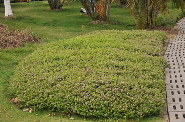 细叶萼距花Cuphea hyssopifolia