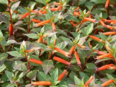 火红萼距花Cuphea platycentra